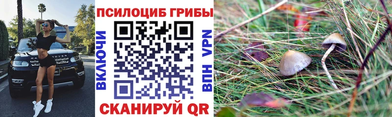 Галлюциногенные грибы Psilocybine cubensis  Динская 